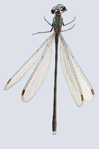 Chalcolestes viridis